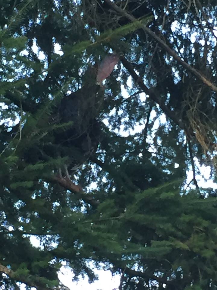 Turkey in Tree